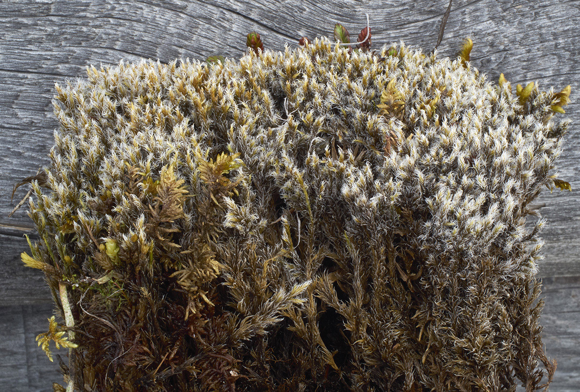 Image of genus Racomitrium specimen.