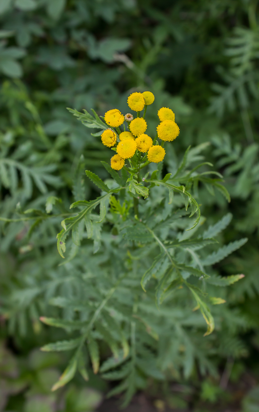 Image of Tanacetum vulgare specimen.