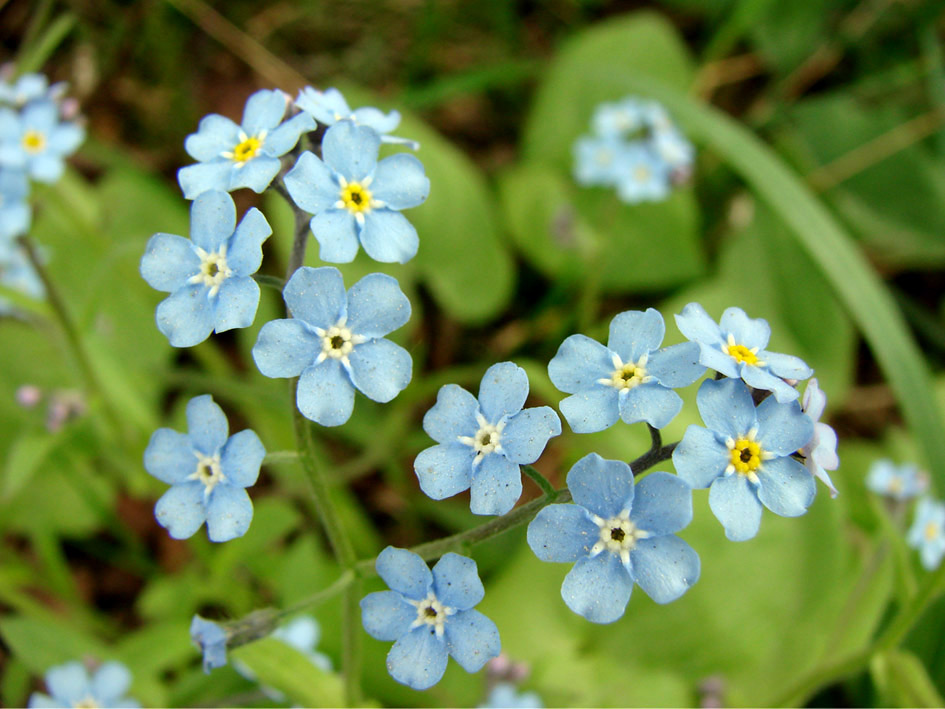 Image of Myosotis sylvatica specimen.