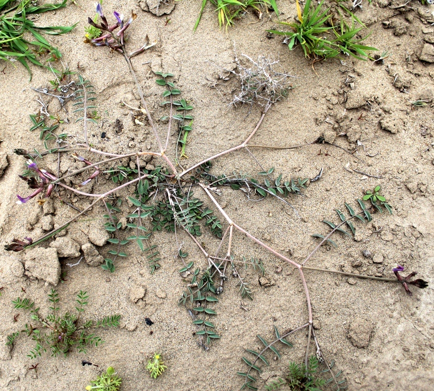 Image of Astragalus argyroides specimen.