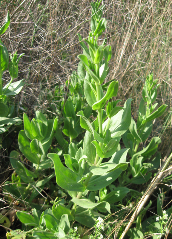 Image of Gypsophila perfoliata specimen.