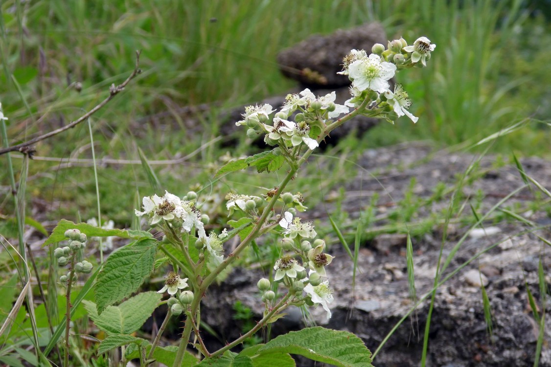 Изображение особи род Rubus.