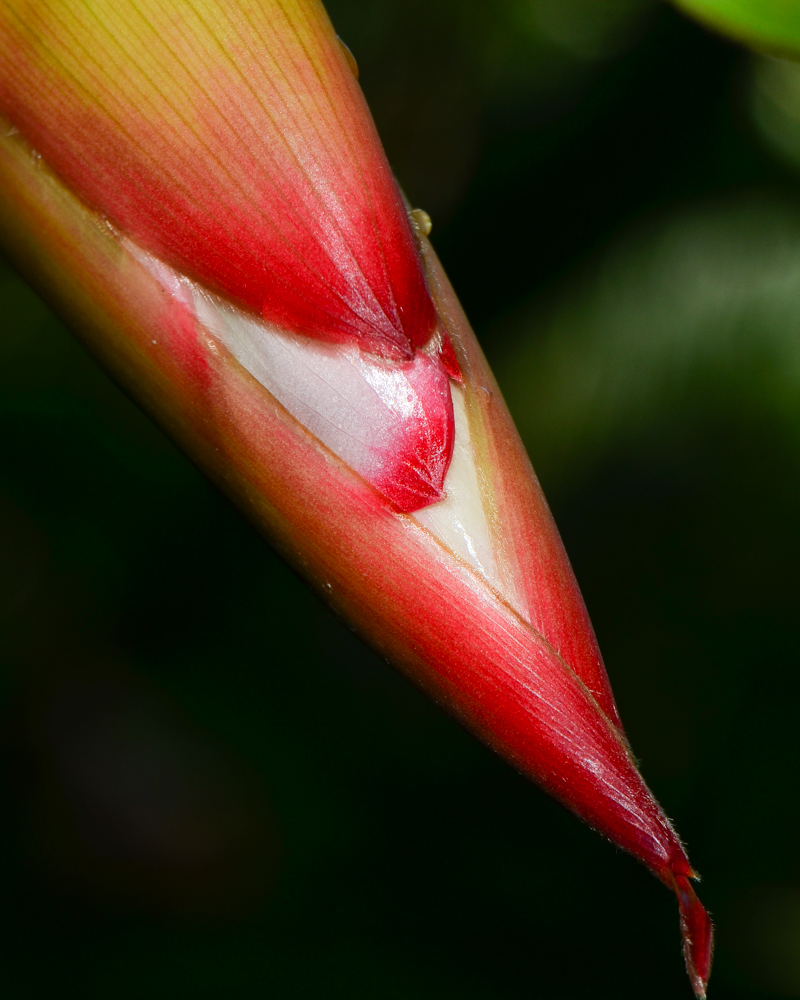 Image of Alpinia zerumbet specimen.