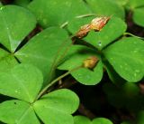 Oxalis acetosella. Плоды. Московская обл., Раменский р-н, окр. ж.-д. платформы Хрипань, смешанный лес у ЛЭП. 16.06.2016.