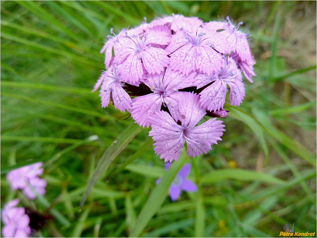 Image of Dianthus compactus specimen.