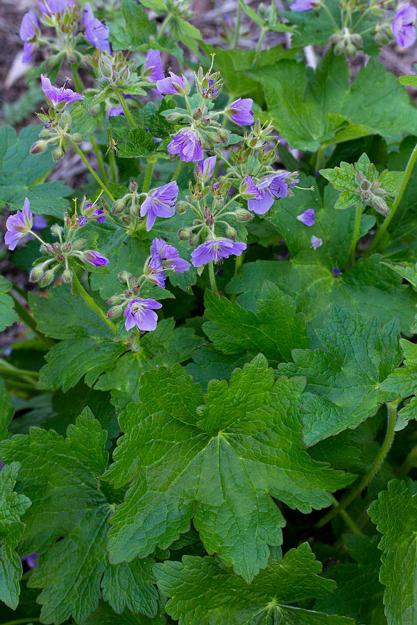 Изображение особи род Geranium.