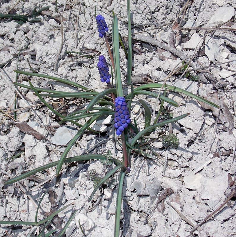 Изображение особи Muscari armeniacum.