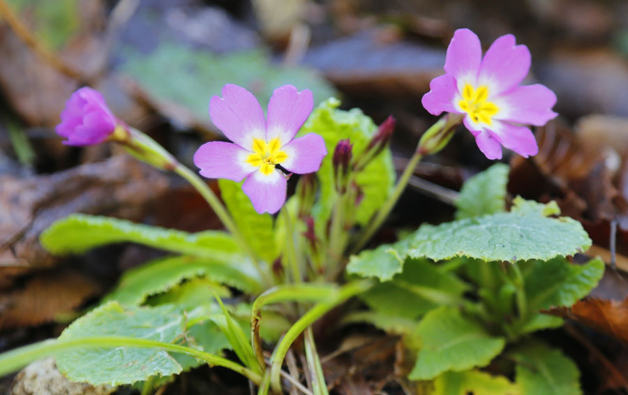 Изображение особи Primula vulgaris.