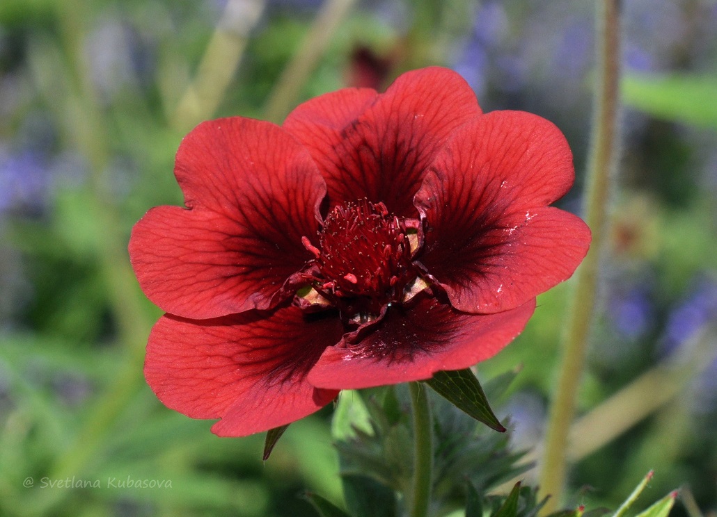 Изображение особи Potentilla thurberi.