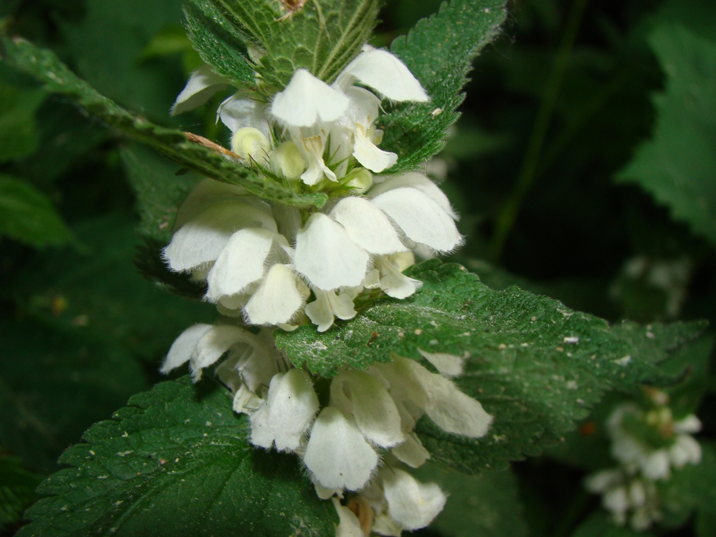 Image of Lamium album specimen.