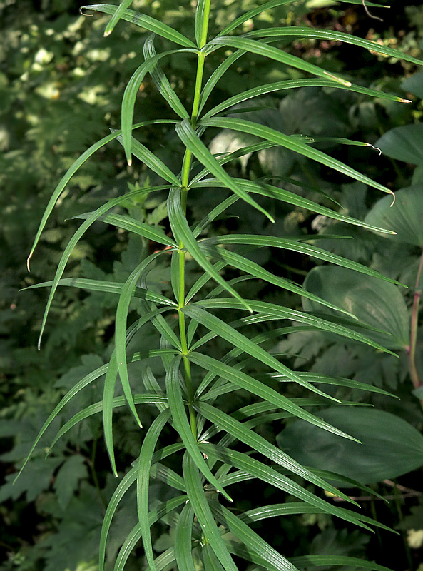 Изображение особи Polygonatum stenophyllum.