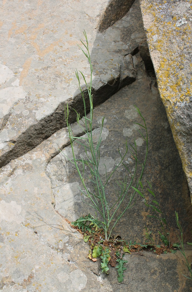 Image of Chondrilla juncea specimen.