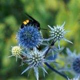 Eryngium planum