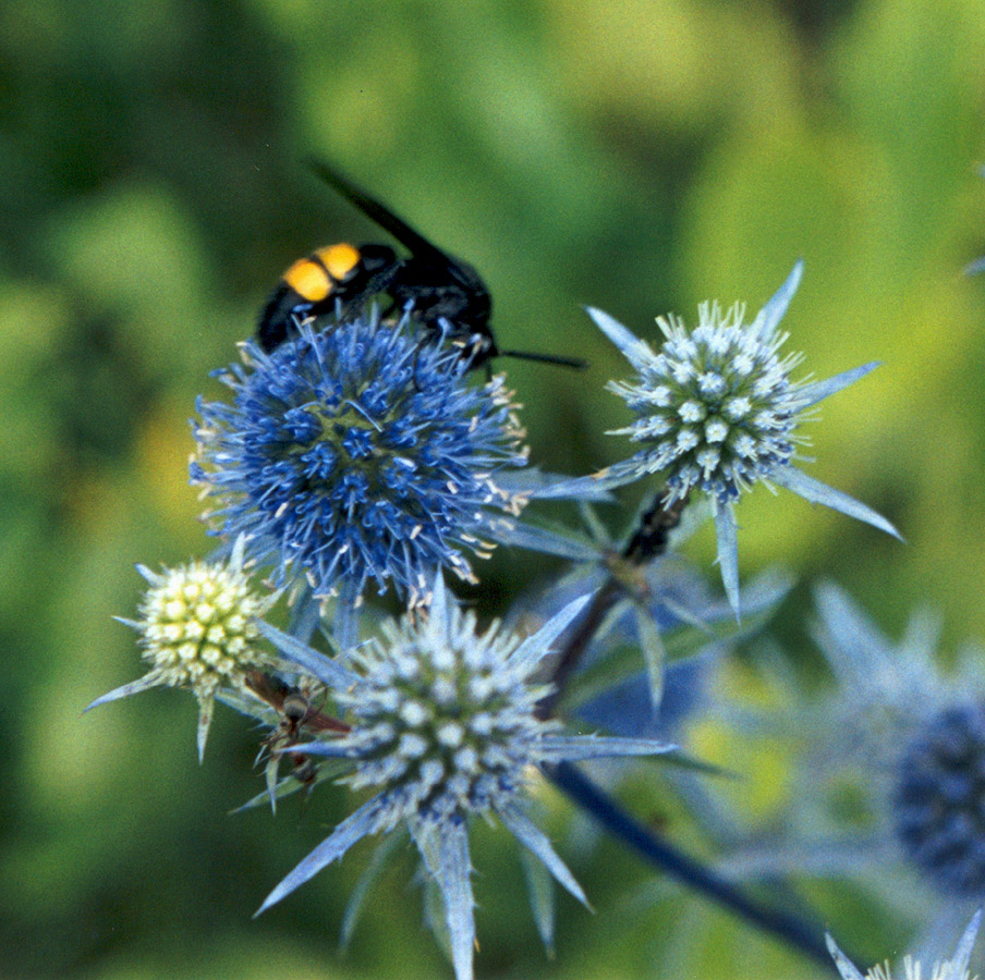 Image of Eryngium planum specimen.