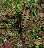 Pedicularis sceptrum-carolinum