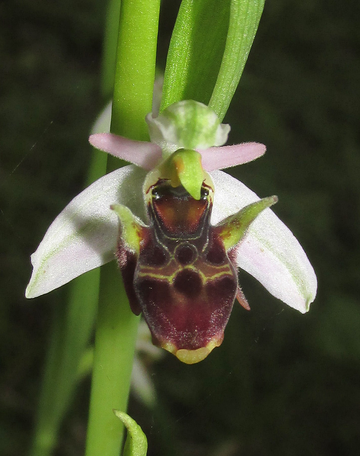 Image of Ophrys oestrifera specimen.