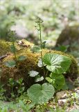 Pachyphragma macrophyllum. Отцветшее растение с завязавшимися плодами. Грузия, г. Боржоми, Центральный парк Боржоми, берег р. Боржомула, лужайка. 01.05.2017.