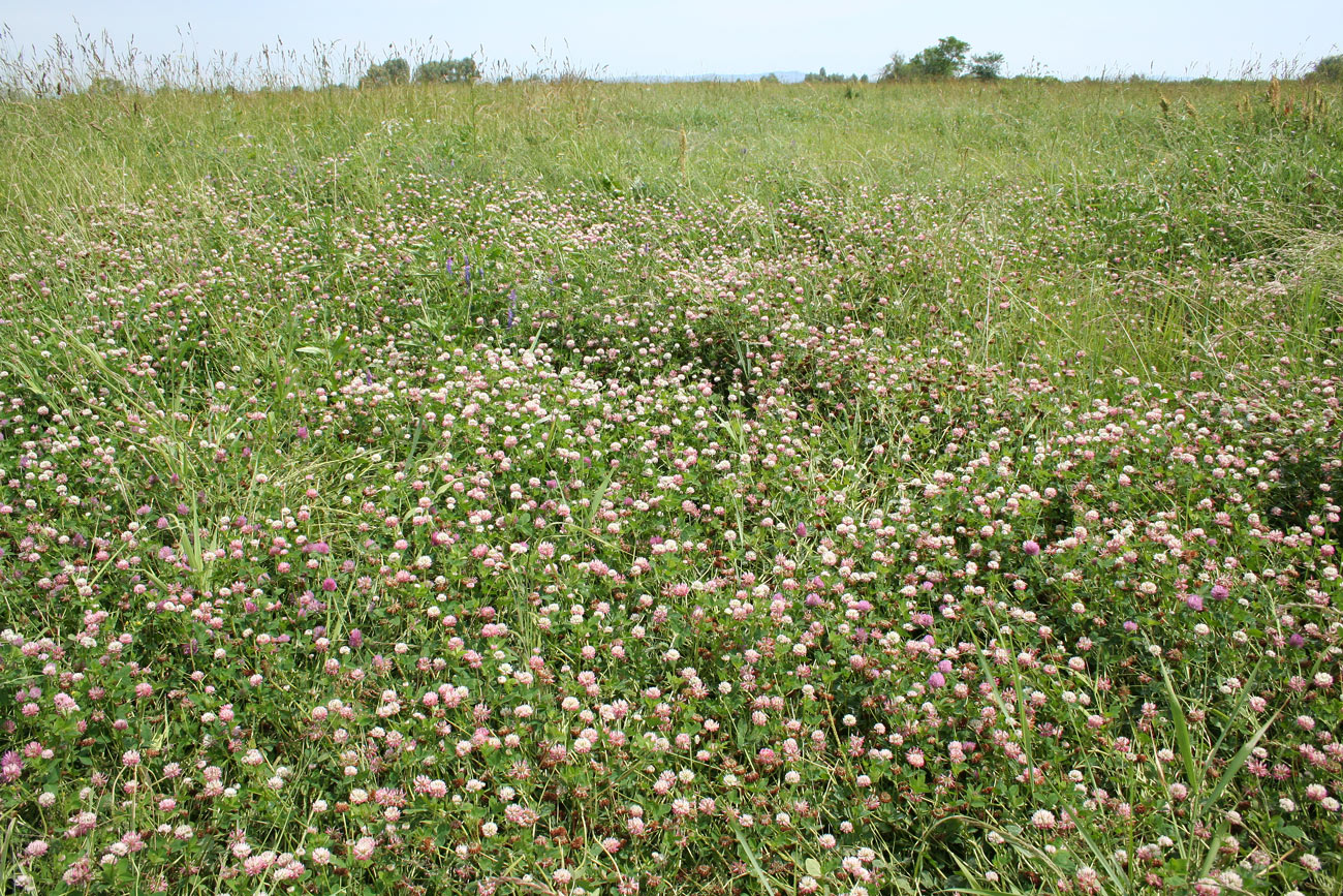 Изображение особи Trifolium hybridum.