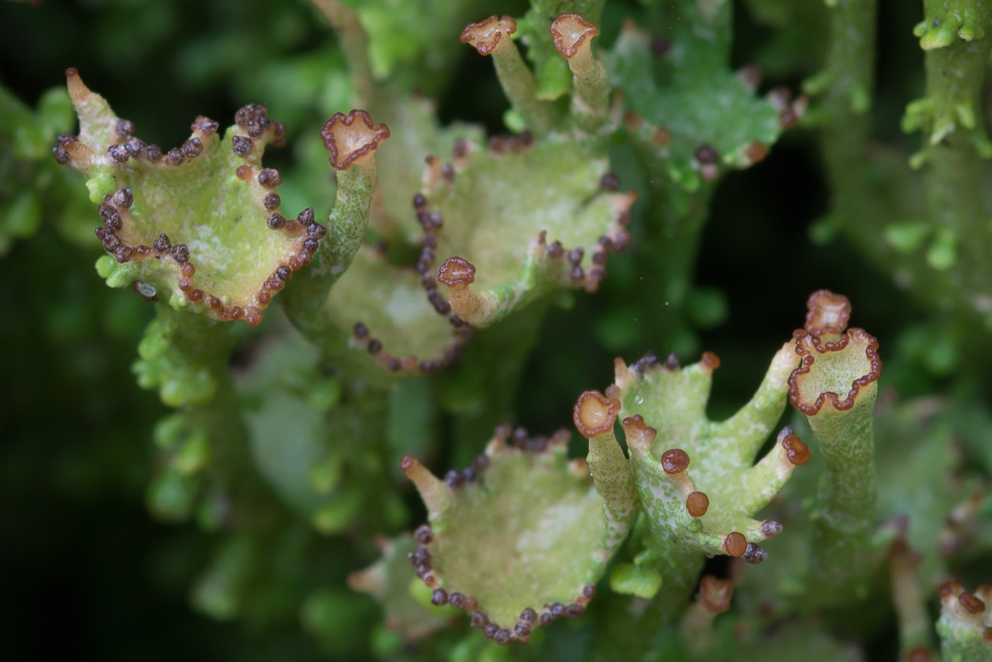 Image of Cladonia gracilis ssp. turbinata specimen.