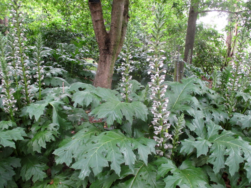 Image of Acanthus mollis specimen.