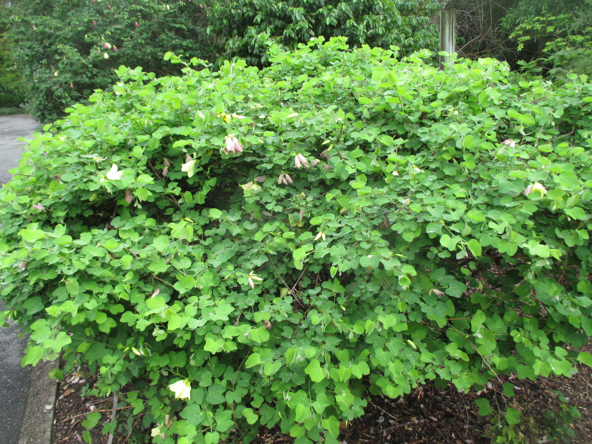 Image of Bauhinia tomentosa specimen.