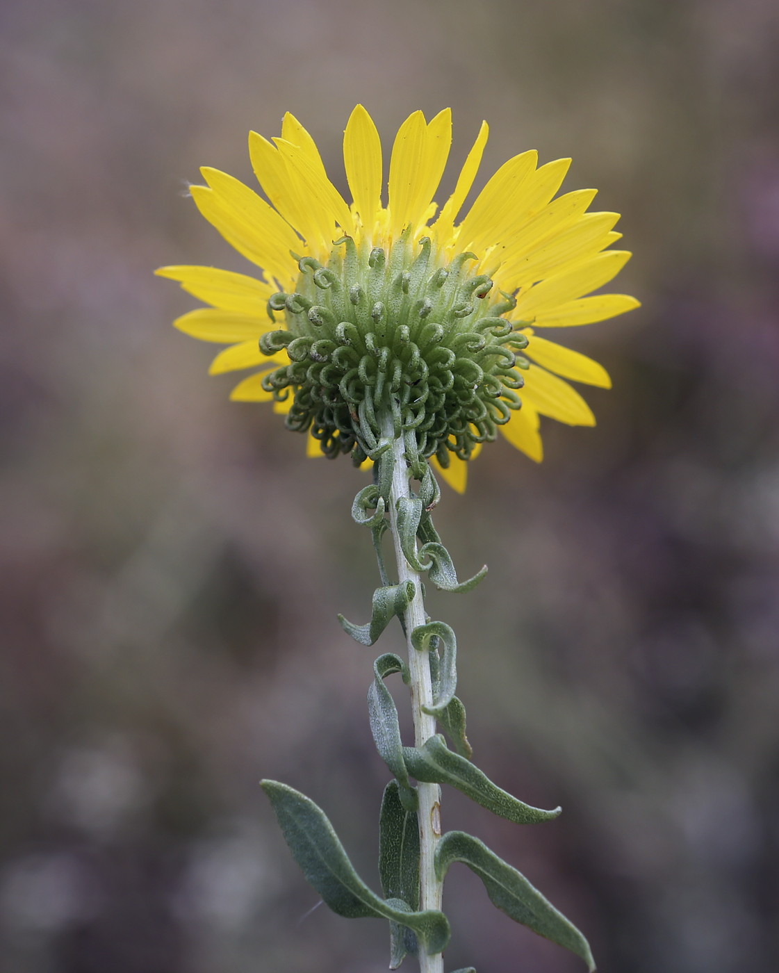 Image of Grindelia squarrosa specimen.