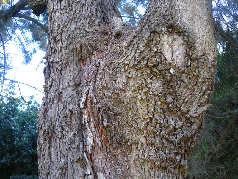 Image of Casuarina cunninghamiana specimen.