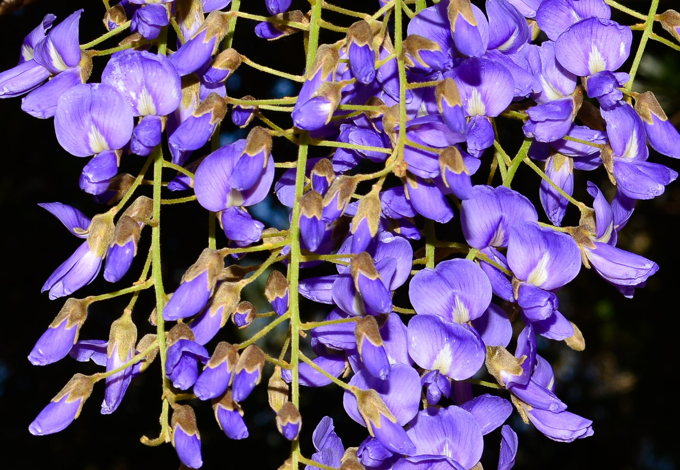 Изображение особи Bolusanthus speciosus.