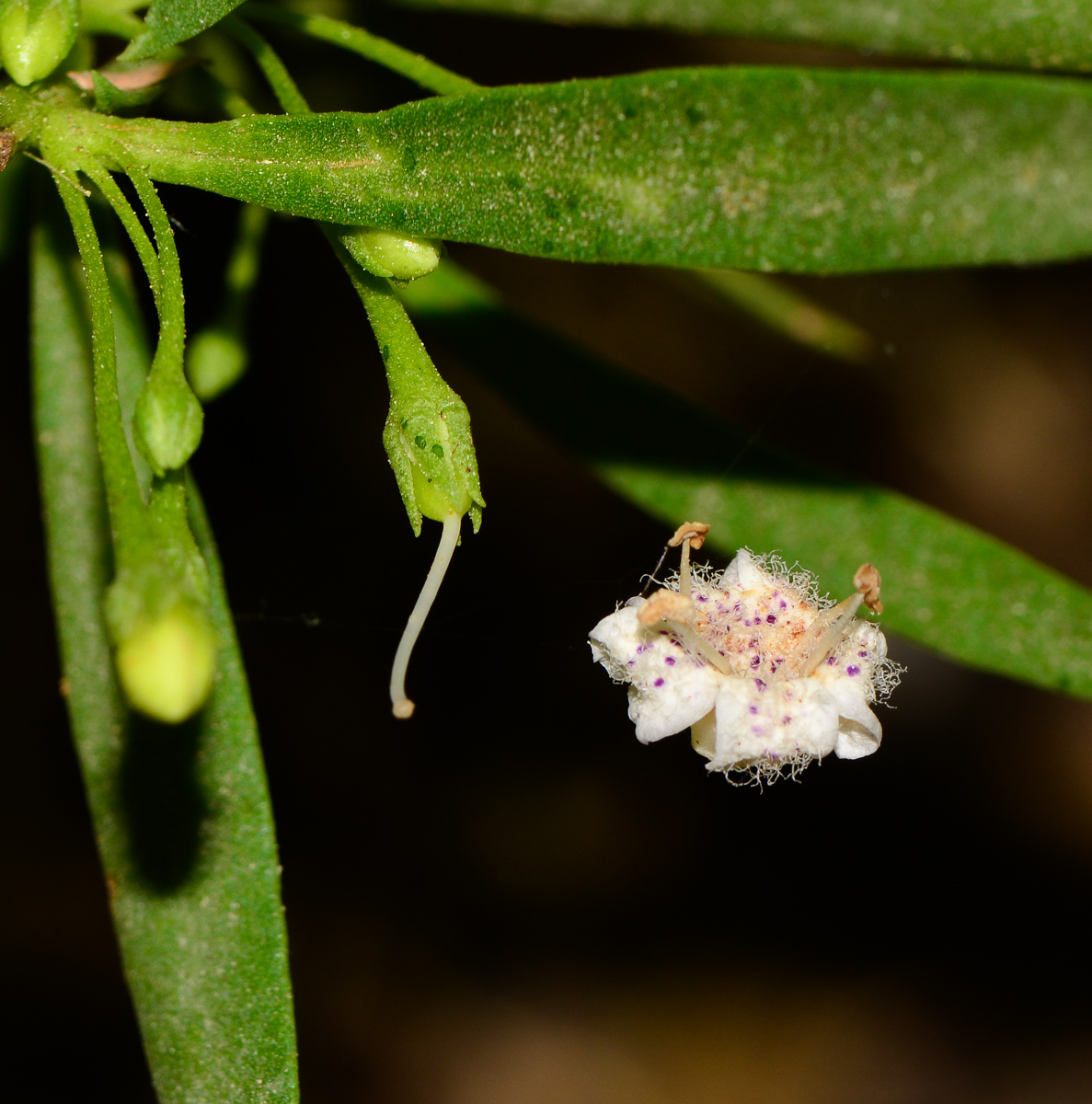 Изображение особи Myoporum parvifolium.