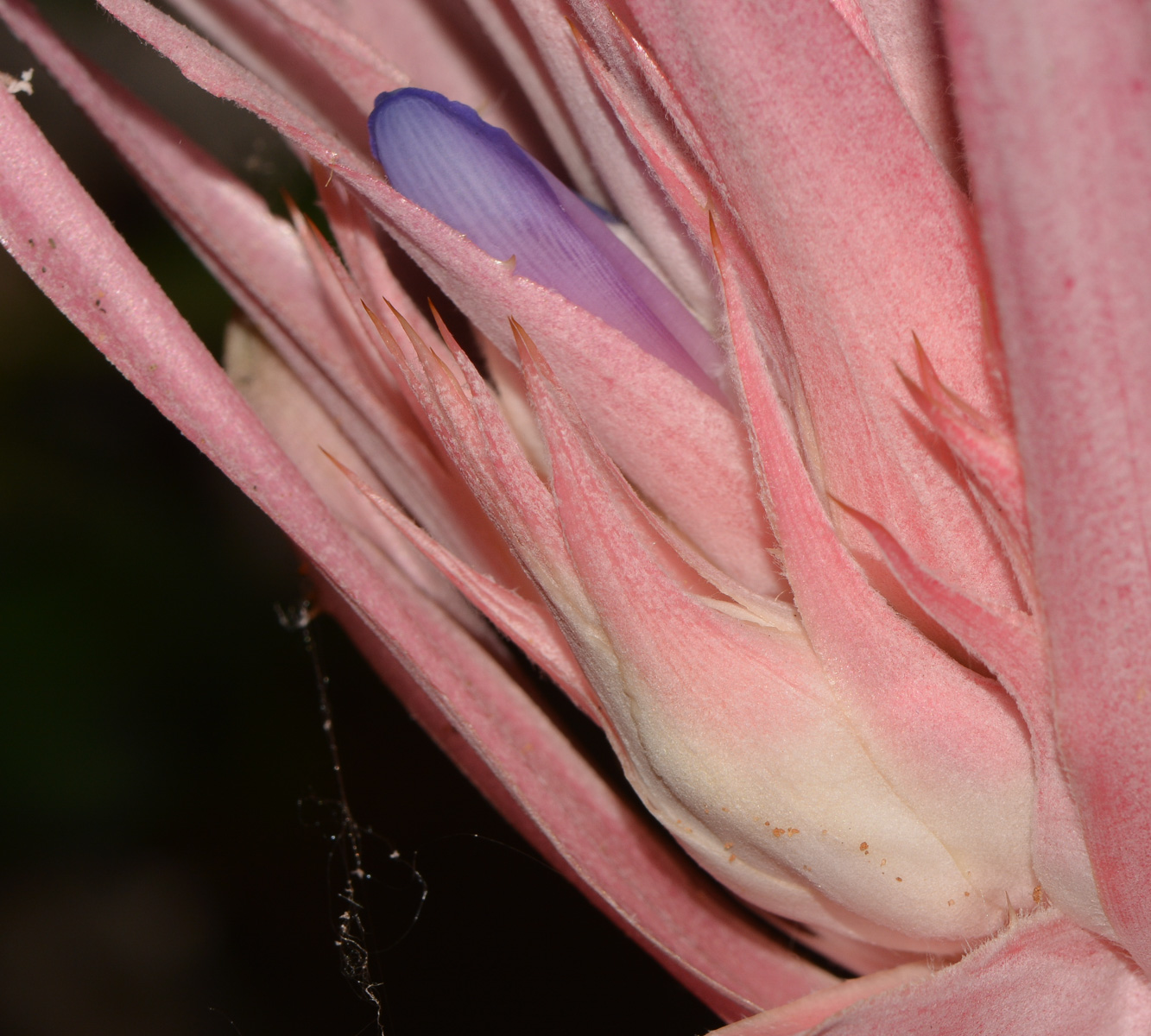 Image of Aechmea fasciata specimen.