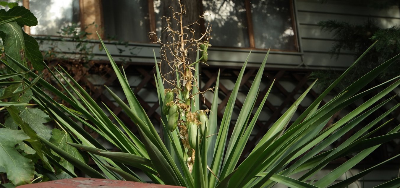 Image of Yucca aloifolia specimen.