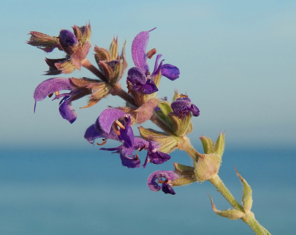 Image of Salvia tesquicola specimen.