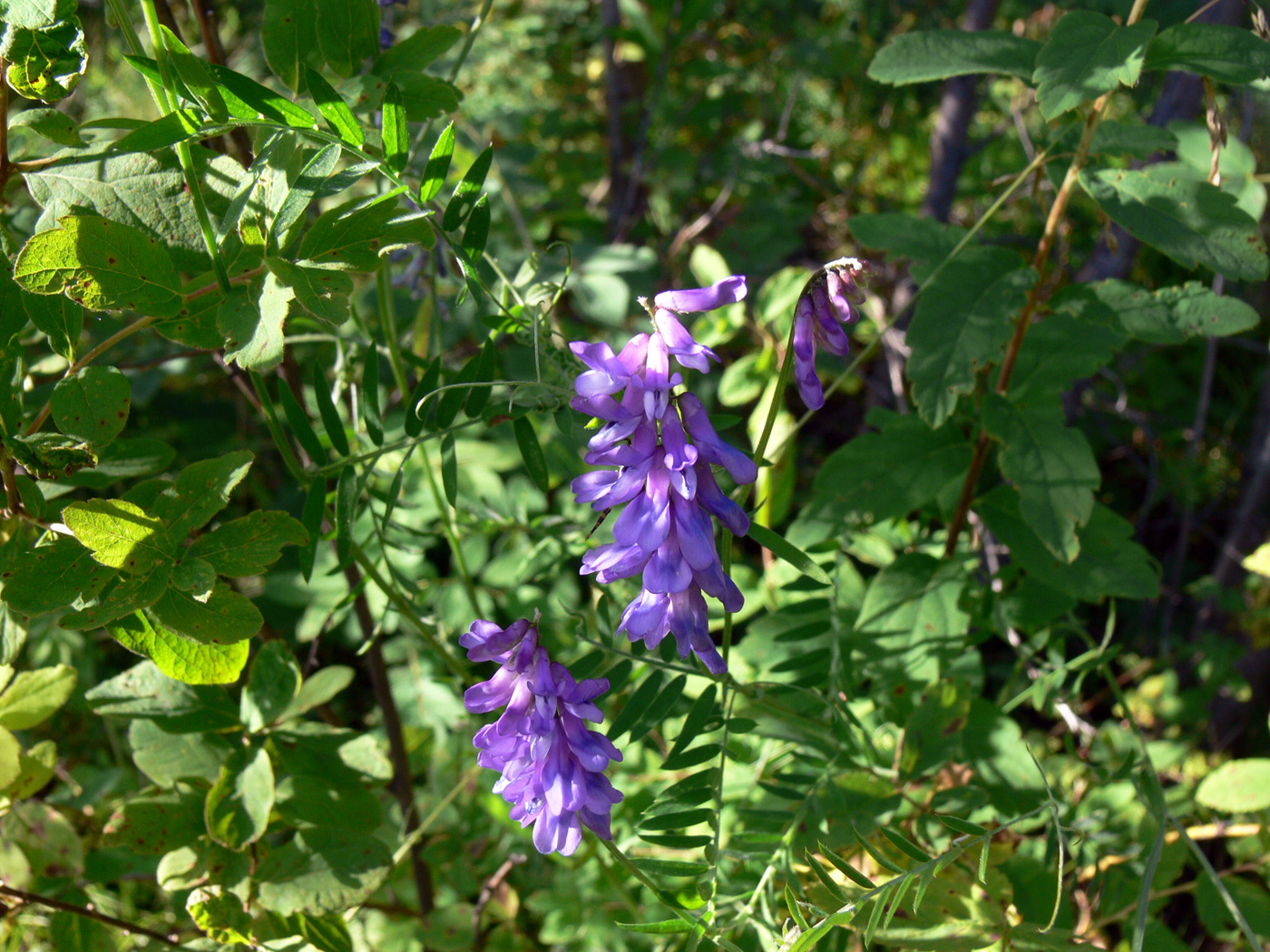 Изображение особи Vicia cracca.