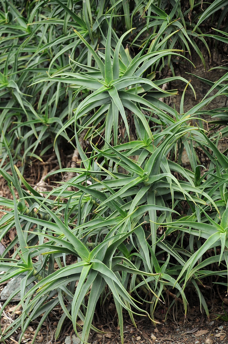 Image of Aloe striatula specimen.