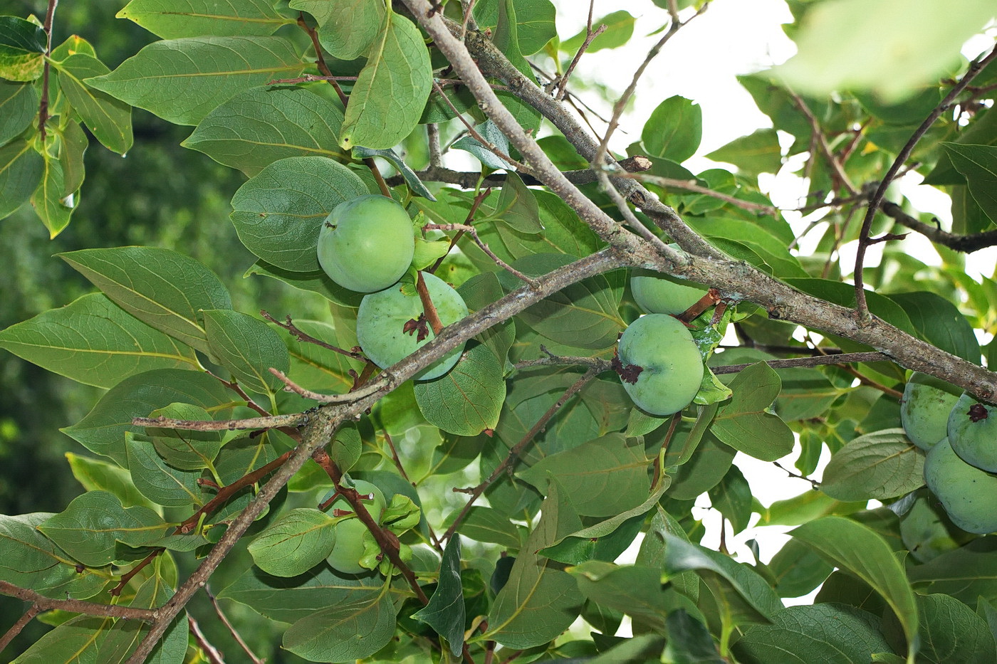 Image of Diospyros kaki specimen.