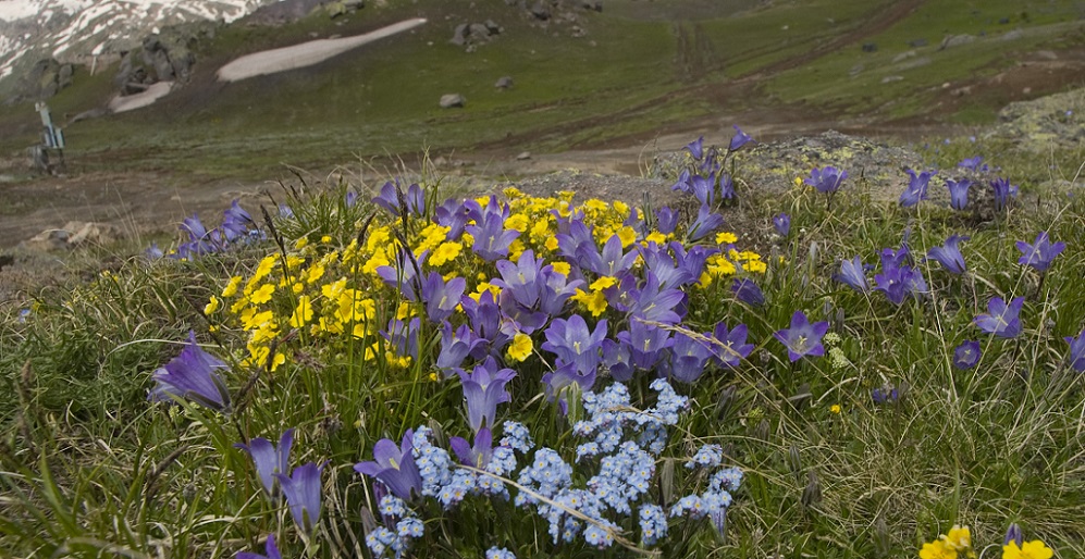 Image of Campanula biebersteiniana specimen.