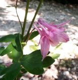 Aquilegia vulgaris