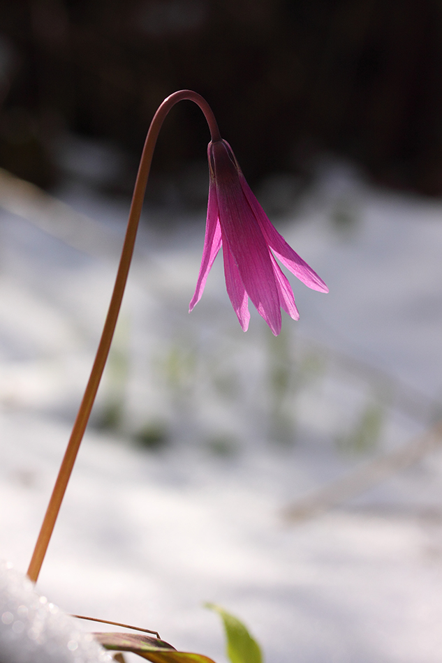 Image of Erythronium sibiricum specimen.