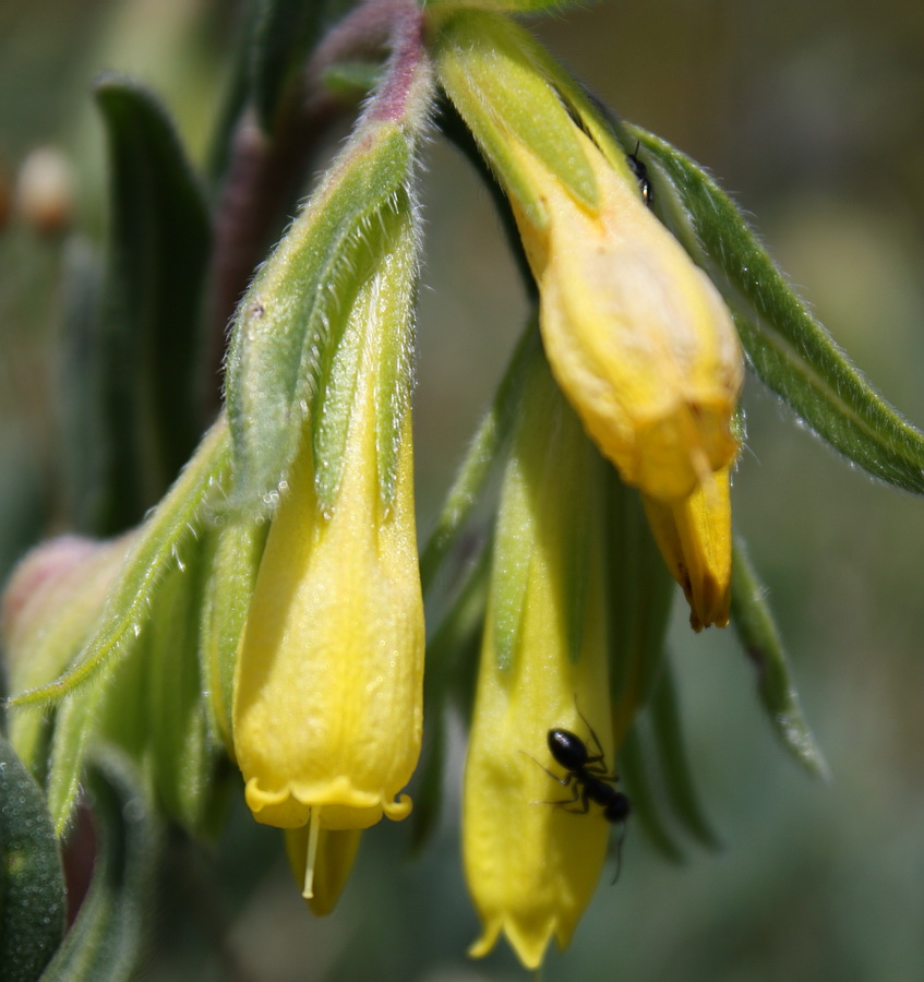 Image of Onosma taurica specimen.