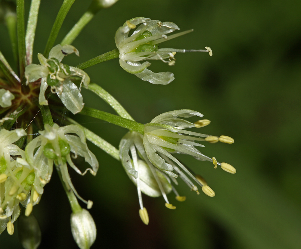 Image of Allium ochotense specimen.