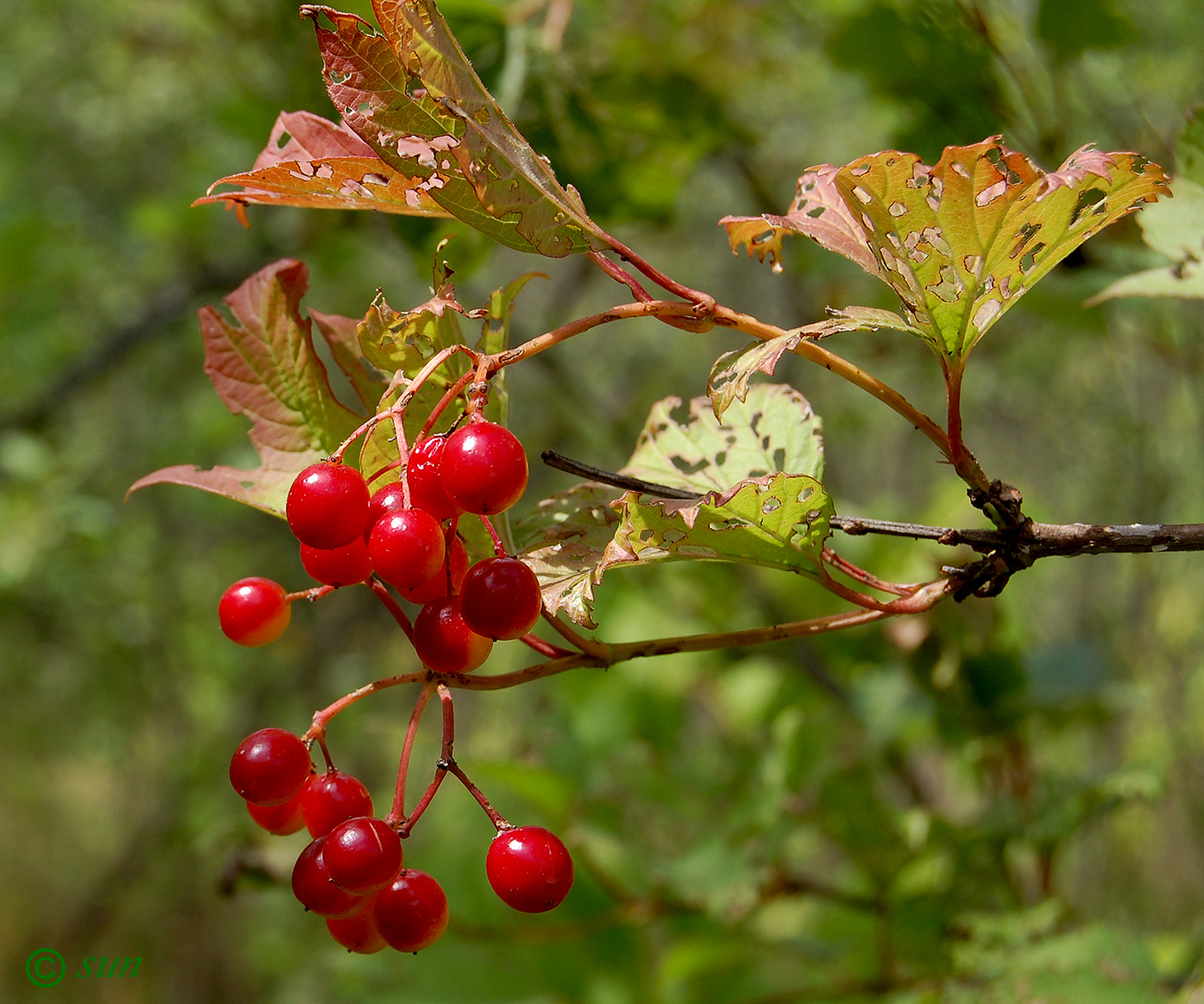 Изображение особи Viburnum opulus.