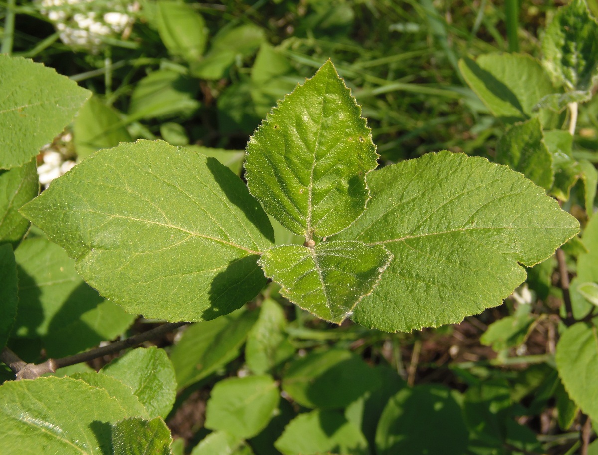 Изображение особи род Viburnum.