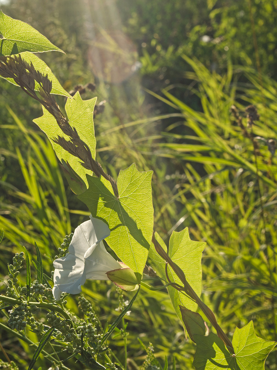 Изображение особи Calystegia sepium.