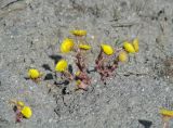 Tussilago farfara