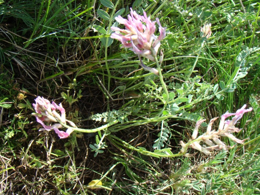 Image of Astragalus brachycarpus specimen.