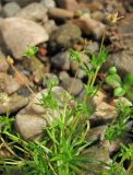 Sagina procumbens