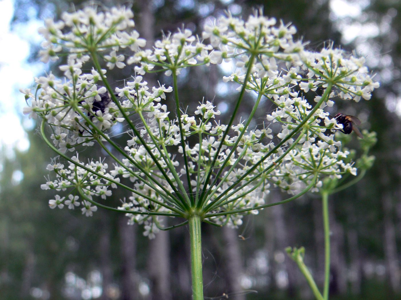 Image of Pimpinella saxifraga specimen.