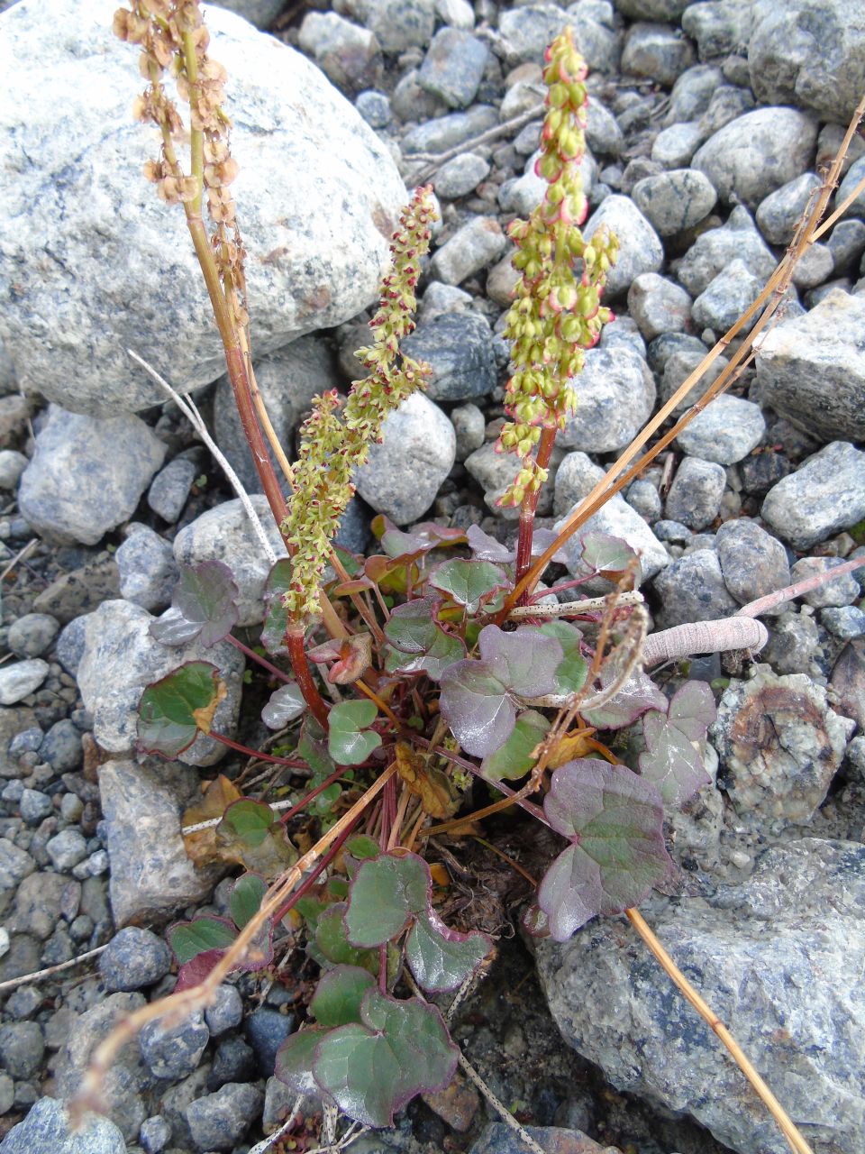 Image of Oxyria digyna specimen.