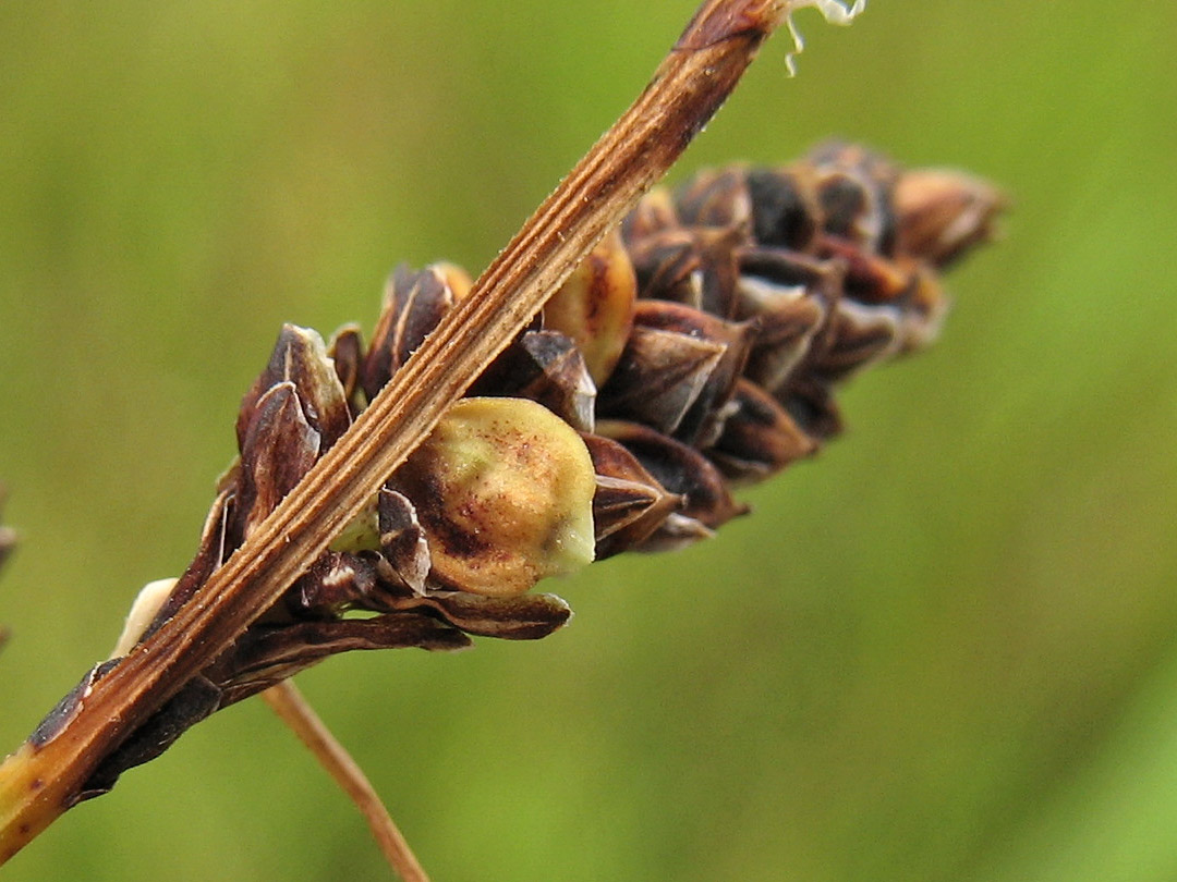 Image of Carex nigra specimen.