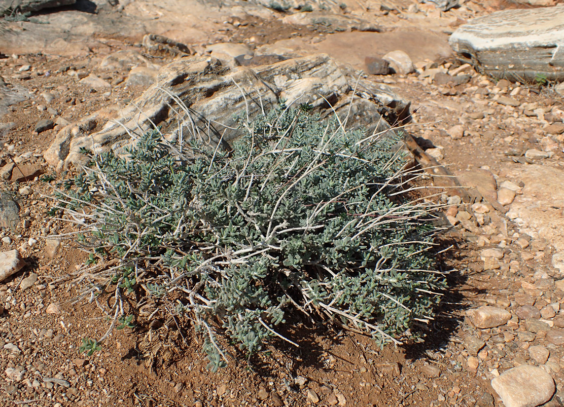 Image of Teucrium capitatum specimen.